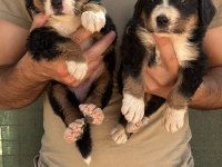 Bernese yavruları