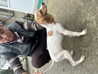 Pointer avcı köpeği saf kan uygun
