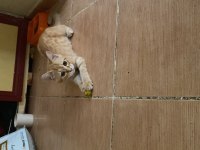 Adana içi acil sahiplendirme british shorthair melezi