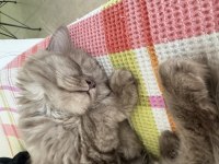 British longhair