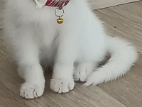 Tatlı Pamuk Kızım Scottish