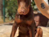 Yurt Dışı Kan Hattı Doberman Yavrular