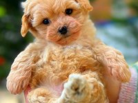 Kıvır kıvır maltipoo köpeği yavrularım