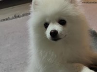 Pomeranian Oğluma Yuva Arıyorum