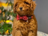 Orjinal Irk Ve Sağlık Garantili Red Brown Toy Poodle