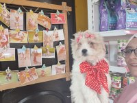 Üst düzey maltipoo bebeklerimiz hazır