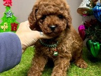 Sevimli Toy Poodle Yavrularımız