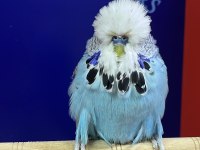 Show Jumbo Kuşlar Takımlar İsteyene Yardımcı Olurum