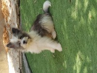Yorkshire terrier 5 aylık beewer erkek