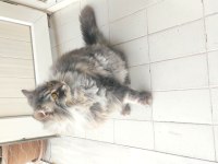 2 yaş kısır çipli aşılı british longhair erkek