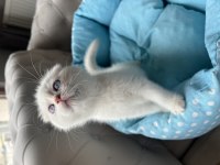 Scottish fold bebekler yeni yuvalarına teslime hazır.