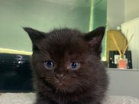 2 aylık british shorthair erkek