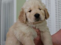 Irk Garantili Golden Retriever Yavruları