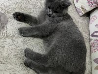 8 AYLIK BRİTİSH KEDİMİZ ERKEK
