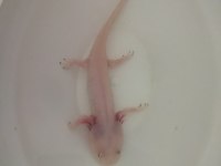 Aksolotl sürüngen