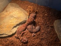 AFRİCA FAT TAİL ÇİFT GECKO