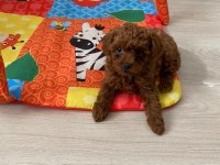 Toy Poodle Ev Ortamında Orjinal