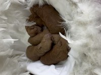 2 HAFTALIK POODLE KAHVERENGİ BEBEKLER