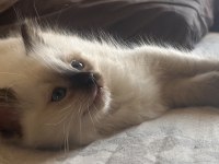 Ragdoll Yavruları