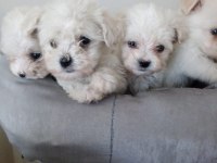 Maltese terrier bebekler