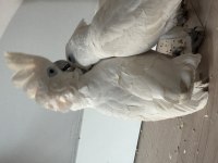 9 aylık dişi ve erkek Kakadu