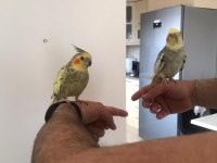 SULTAN PAPAĞANI ÇAPKIN VE LİMONLA AYRILMA VAKTİ GELDİ