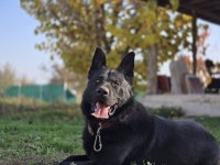 Safkan üst segment solid black alman kurdu yavrular