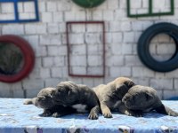Dev cane corso yavrulara
