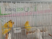 Yavru Lank Kırmaları Kuşlarım