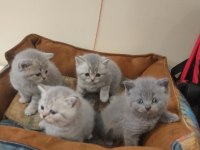 British shorthair yavruları