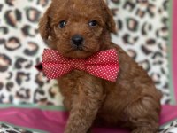 Ruhsatlı Çiftlikten Toy Poodle Bebekler