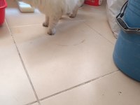 Shorthair Iran persian (PUG ile takas var)
