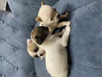 Chihuahua minik yavrularım