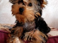 Baby fase yorki bebekleri