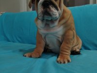 SAFKAN İNGİLİZ BULLDOG BEBEKLER
