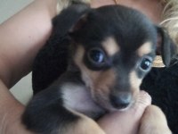 Bebek minyatür pinscher