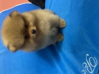 2,5 aylık erkek Pomeranian Boo