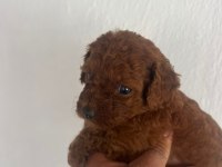 Toy poodle teacup