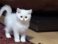 Safkan british shorthair bebişler