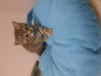 British shorthair bebekler yeni aileleri için hazırlar