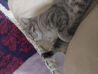 British shorthair mükemmel renk Marsımız ücretsiz