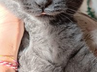 Dişi 2 yaşında british shorthair