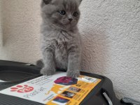 2 Aylık British Shorthair Yavrular