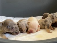 REZERVASYON HAZIR FRENCH BULLDOG YAVRULAR