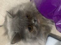 2 yaşında british longhair (çiftleştirme)