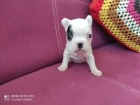 A Kalite French Bulldog Yavruları