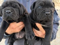 Irk Garantili Cane Corso Yavrular – Özel Bakımlı