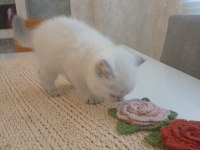 Beyaz British Shorthair Prens