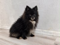 Pomeranian Dişi En Uygun