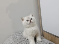 Point british shorthair kız kardeşler